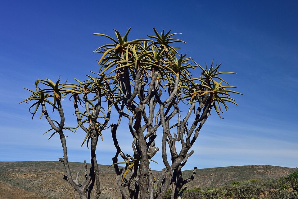 A many-branched tree aloe with rosettes of spiky leaves against a deep blue sky