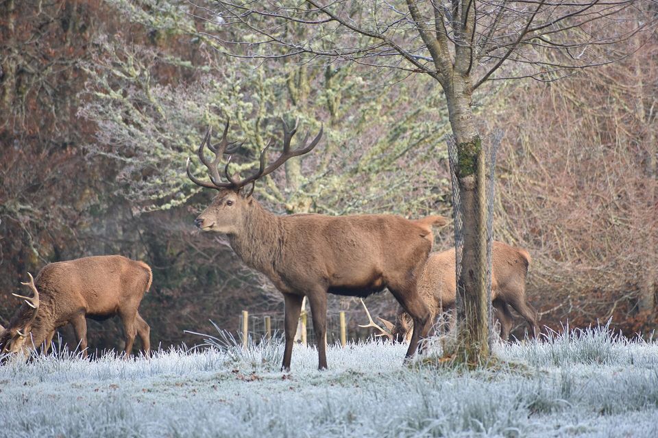 A red deer stag with antlers standing on frosted grass, two more deer behind among bare trees