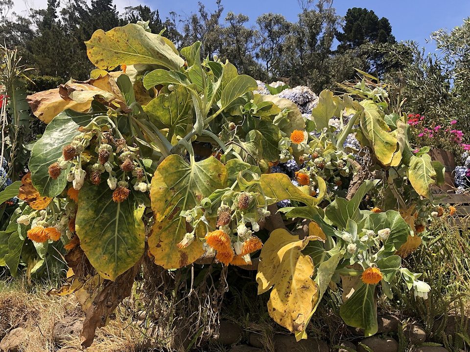 A cabbage tree with large leaves and orange flower heads in a garden
