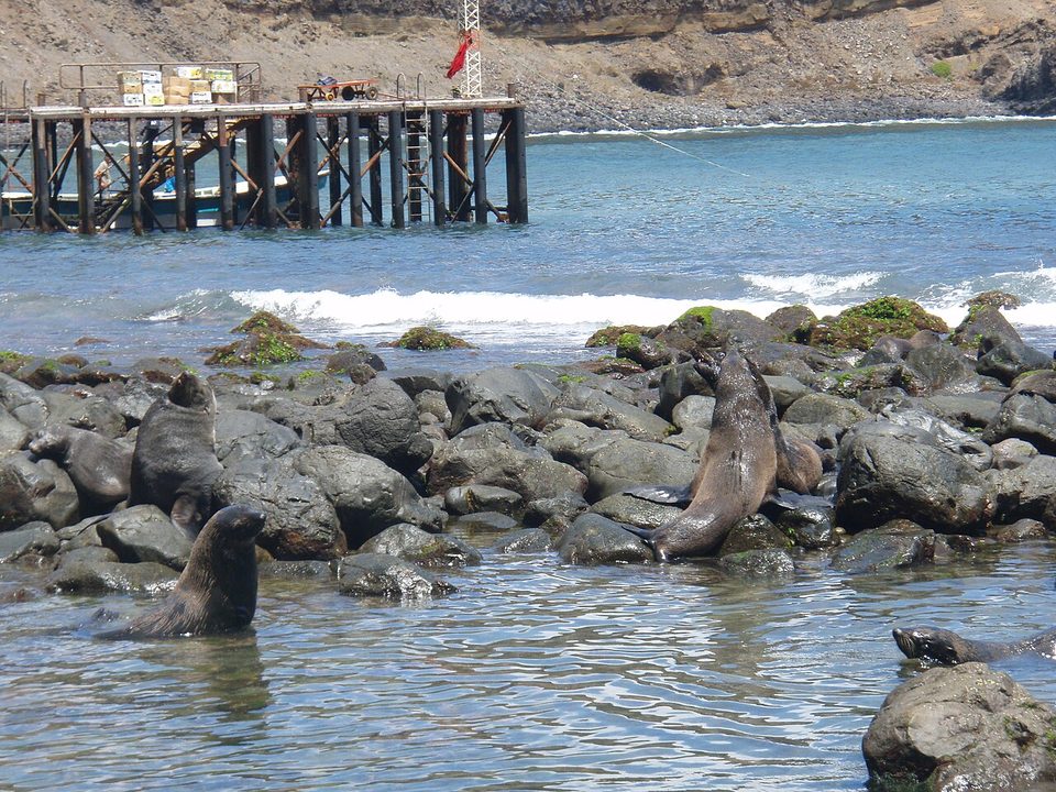 Fur seals resting on dark boulders below a jetty, one rearing up