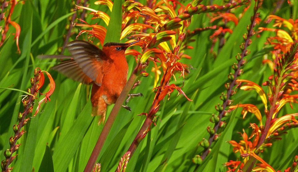 A male hummingbird with an orange-red crown in flight among orange flowers
