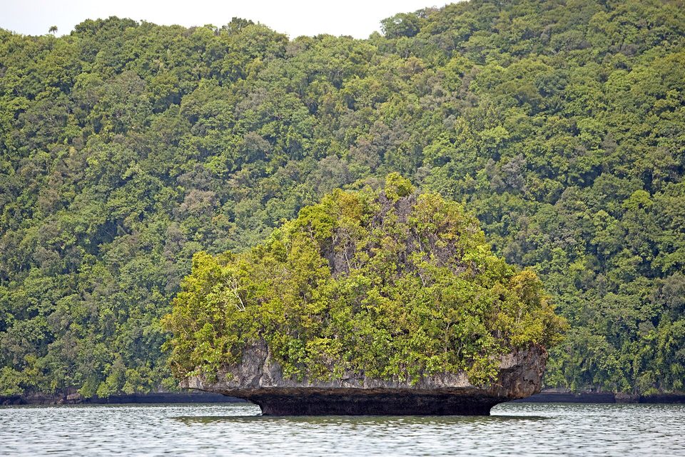 A single forest-topped islet standing on a narrow undercut stem of dark limestone in grey-green water, forested hillside behind
