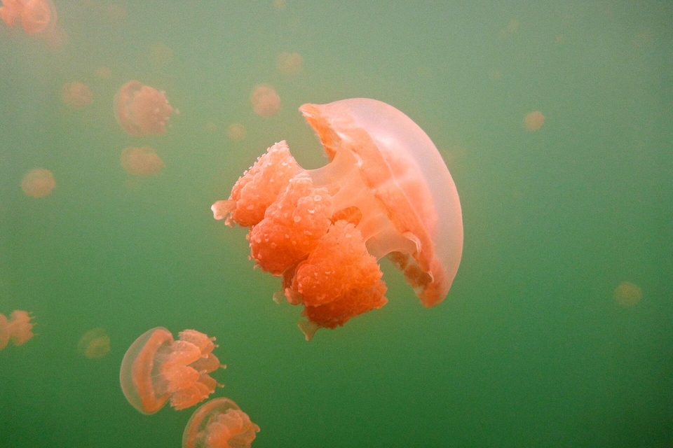 A large orange-pink golden jellyfish in green water, with many smaller jellyfish drifting around it