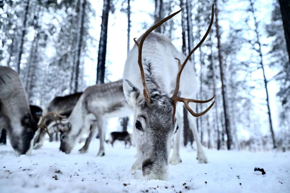 A white reindeer with full antlers pushing its nose into the snow, others behind among birch trees