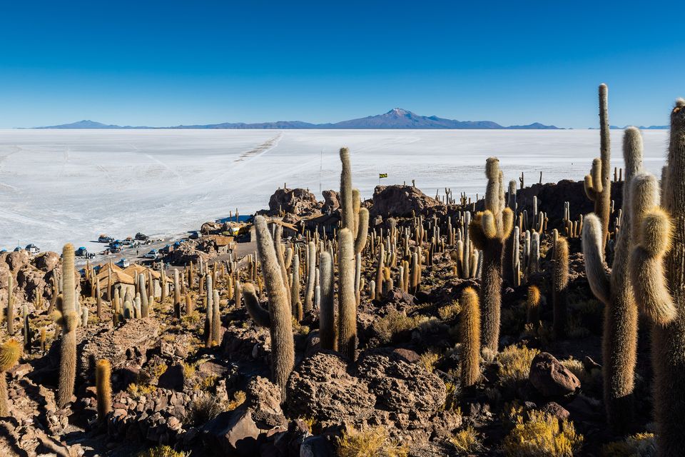 Giant cacti on a rocky hilltop above a white salt plain that stretches to a blue horizon