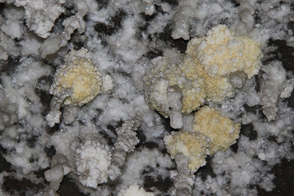 Close view of white and pale-yellow salt crystals growing in knobbly clusters and short drips over a dark grey wall