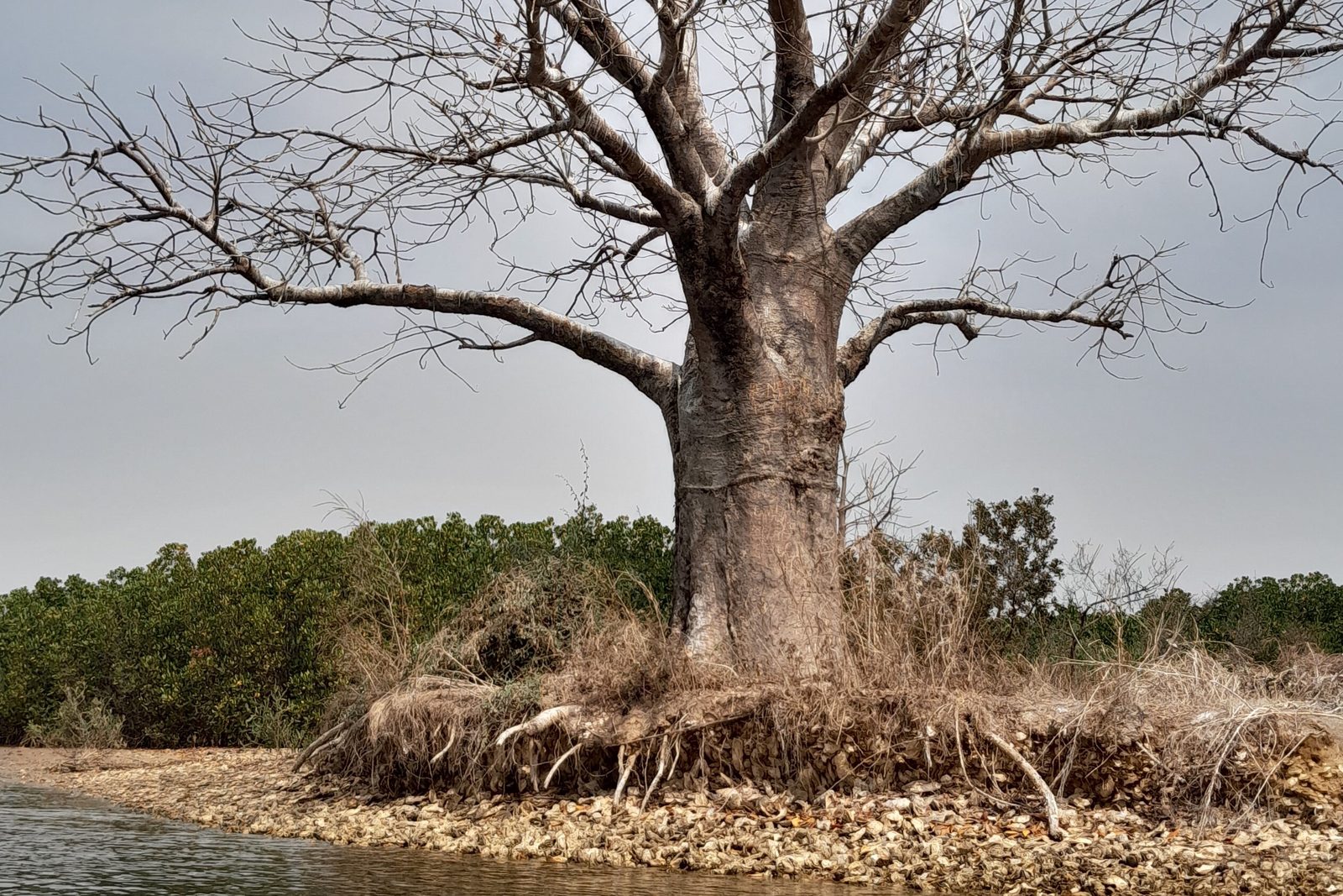 A single large baobab with bare, spreading branches standing on a low islet of pale broken shell at the water's edge, dense green mangrove behind it under a grey sky
