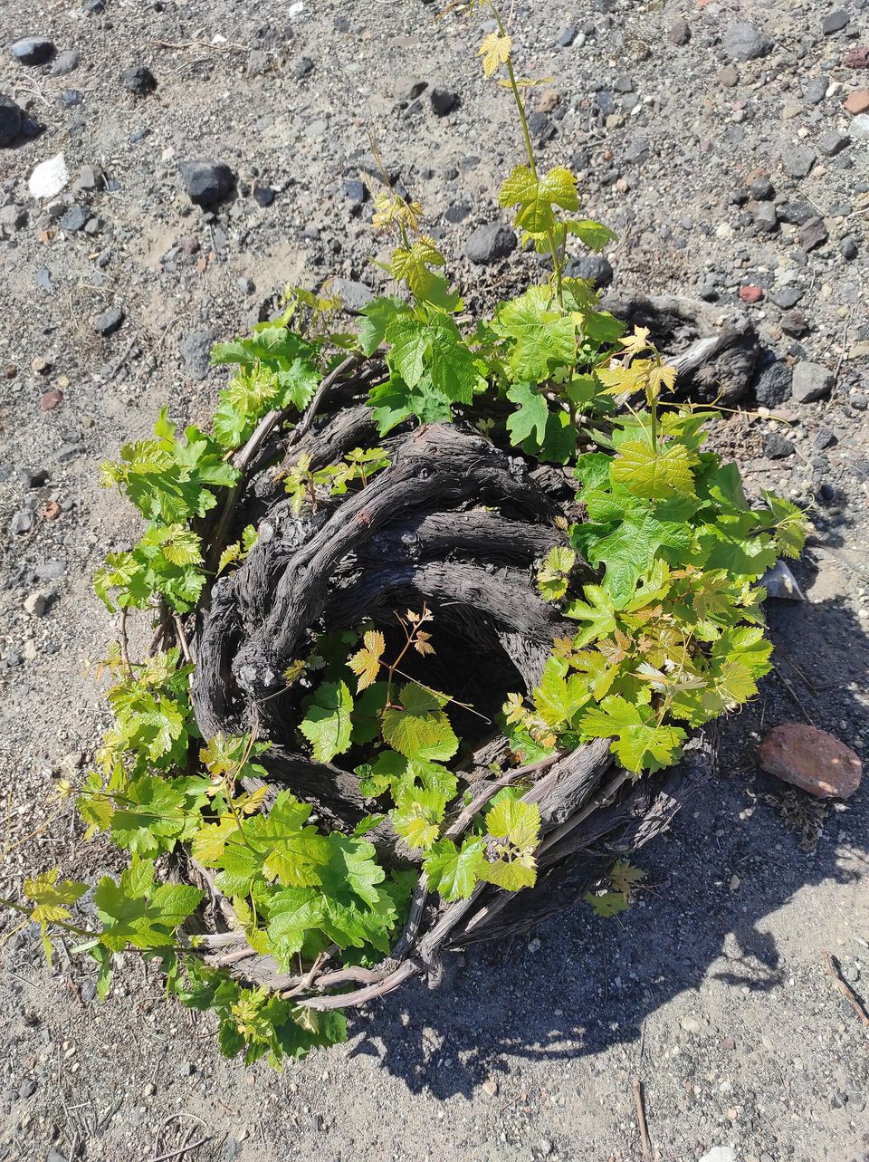 A grapevine woven into a coiled basket on grey volcanic gravel, green spring leaves inside the ring