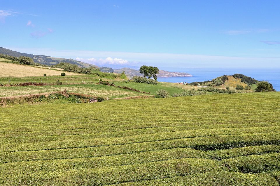 Rows of tea bushes running down a green hillside to the sea