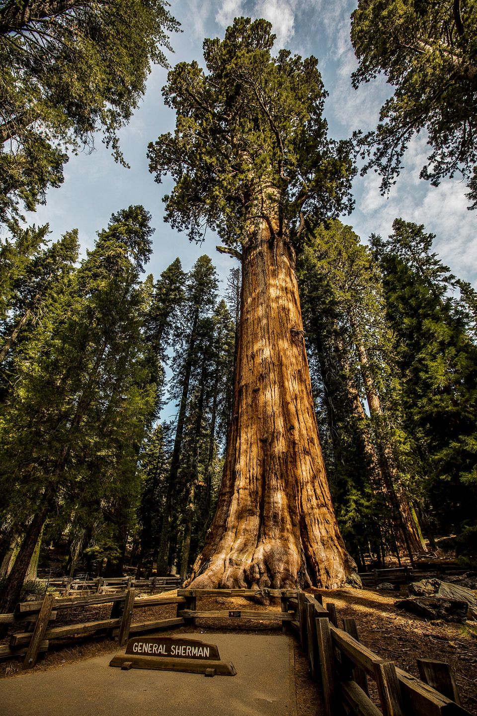 Looking up the massive red trunk of a giant sequoia behind a fence