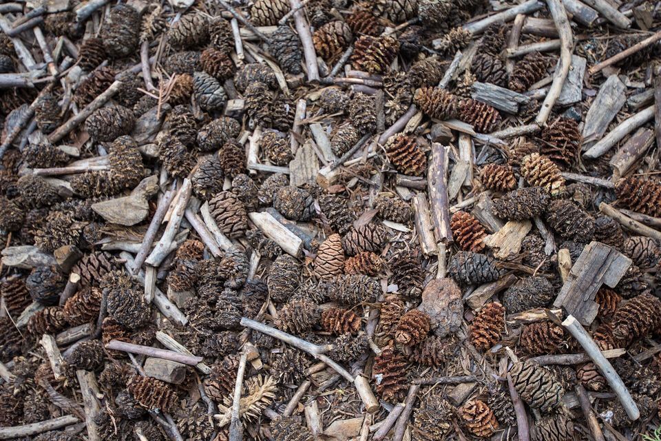 Small egg-shaped cones on needle litter