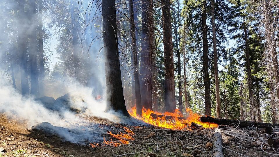 Low flames moving through forest-floor litter beneath big trunks
