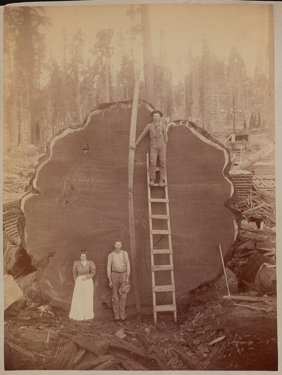 Three people in period dress and a long saw beside the huge cut end of a felled sequoia, a ladder leaning against it