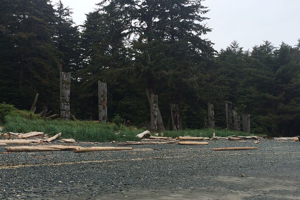 A row of weathered grey poles at the forest edge above a pebble beach strewn with drift logs