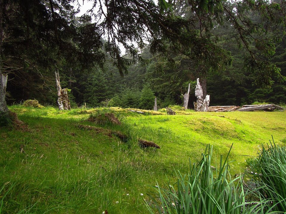 A green clearing dipping into shallow hollows and low banks, dark forest behind