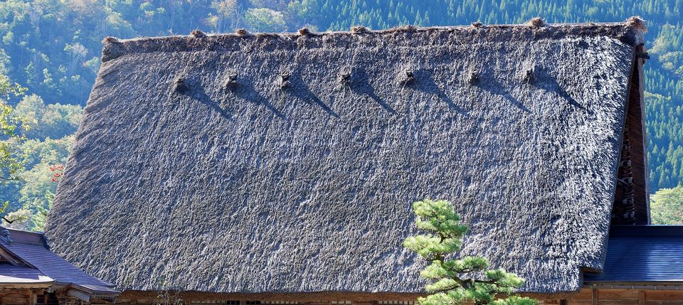 Close view of a vast grey-brown thatched roof, a row of small bundled ridge caps along its crest and a twisted pine in front