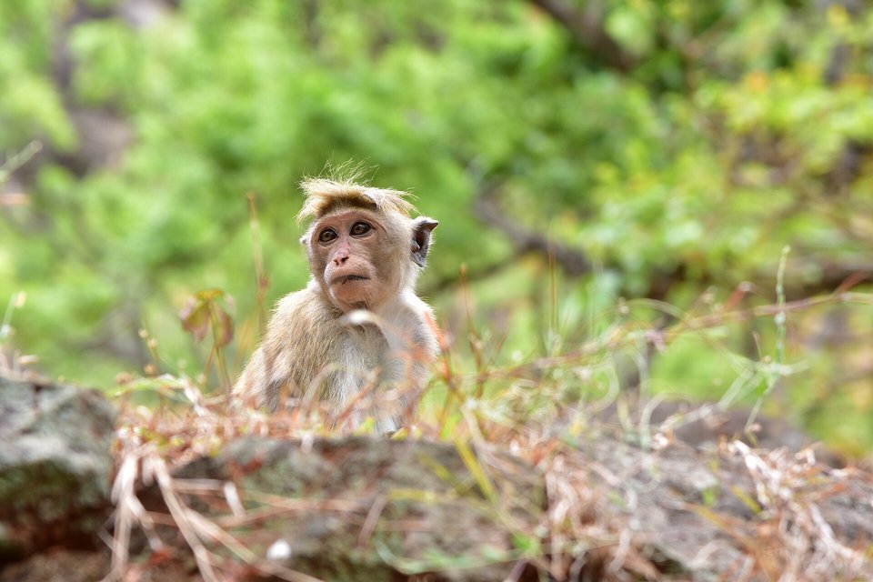 A pale reddish-brown toque macaque, its crown hair parted in a cap-like whorl, looking up over a rock, green foliage behind