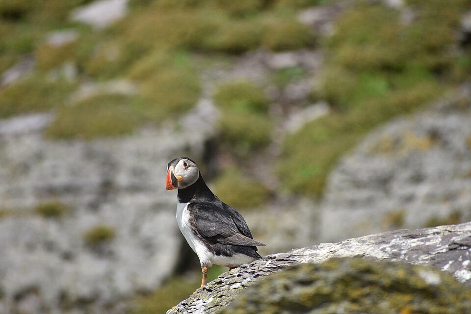 A puffin with an orange-striped bill stands on a lichen-covered rock, the cliff blurred behind