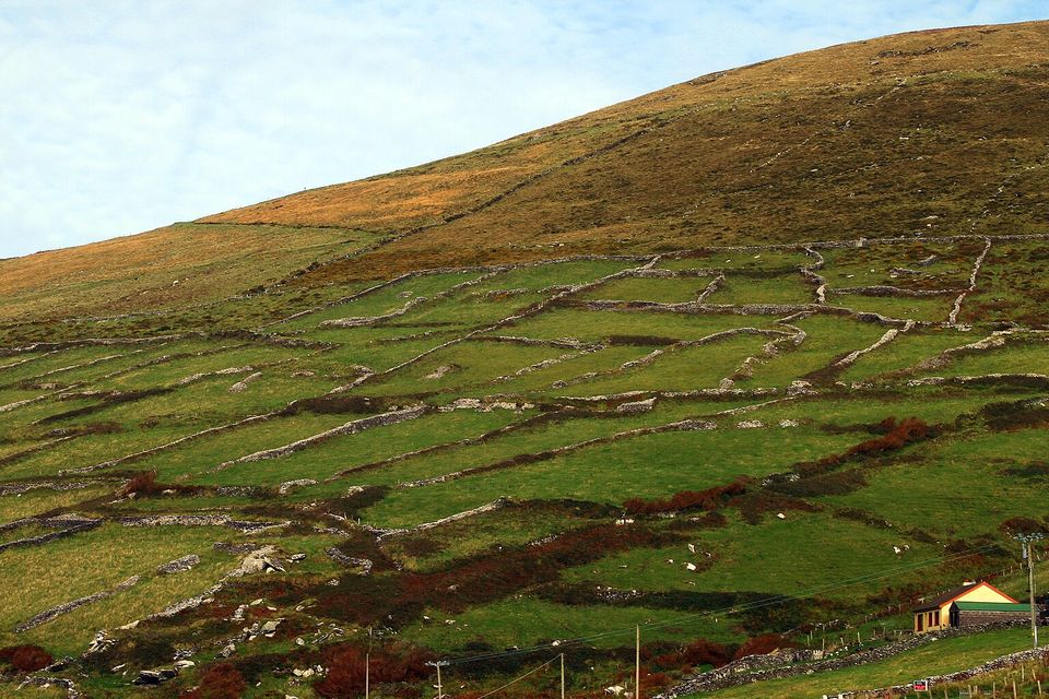 A hillside of small green fields divided by pale dry-stone walls, sheep scattered across them, farm buildings and a lane at the foot