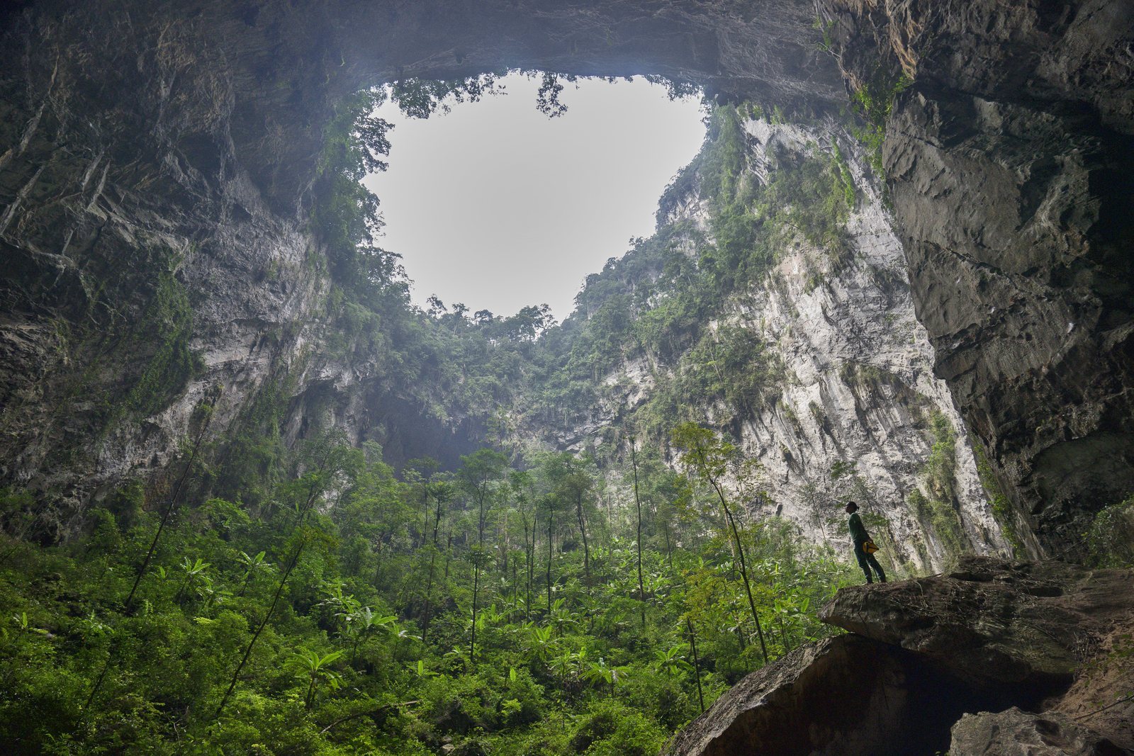 A vast cave chamber lit through a collapsed hole in the roof far above, mature trees and green undergrowth growing on the cave floor beneath it