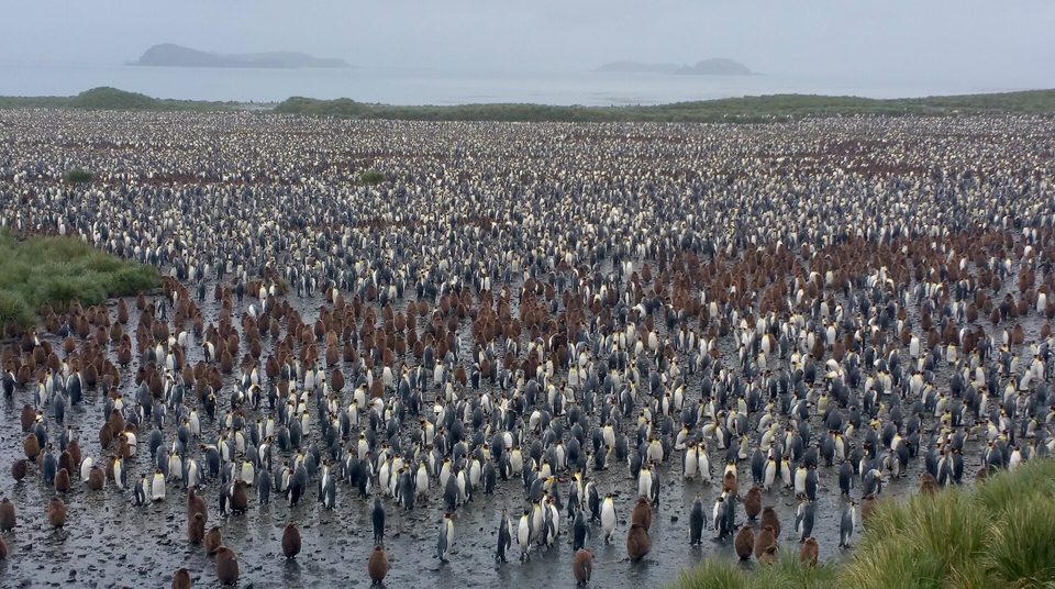 A vast colony of king penguins covering a plain to the shoreline, with islands offshore