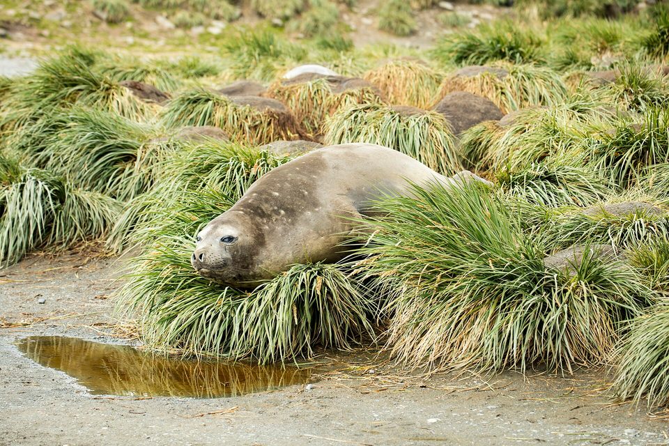 A southern elephant seal lying among tussock grass
