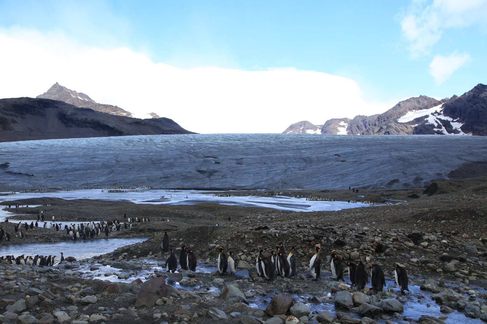 A broad grey outwash plain in front of a glacier, dark snow-streaked peaks behind, a long line of king penguins along a meltwater channel