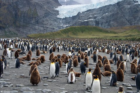 A beach carpeted with king penguins and brown chicks, a hanging glacier falling behind in evening light
