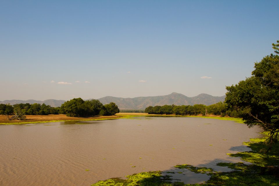 A wide brown river lagoon edged with green floating plants and dark trees, with a line of blue hills under a clear sky