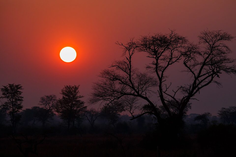 A white sun low in a deep red hazy sky behind a bare, spreading tree in silhouette, with smaller trees along the horizon