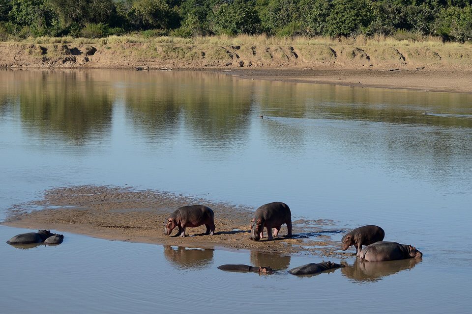 Hippos standing on a sand bar and lying in the shallows of a wide calm river, with a low cut bank and trees behind