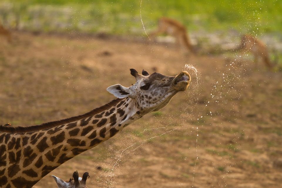 A giraffe throwing its head back so that droplets of water fly from its muzzle, against a blurred brown and green background