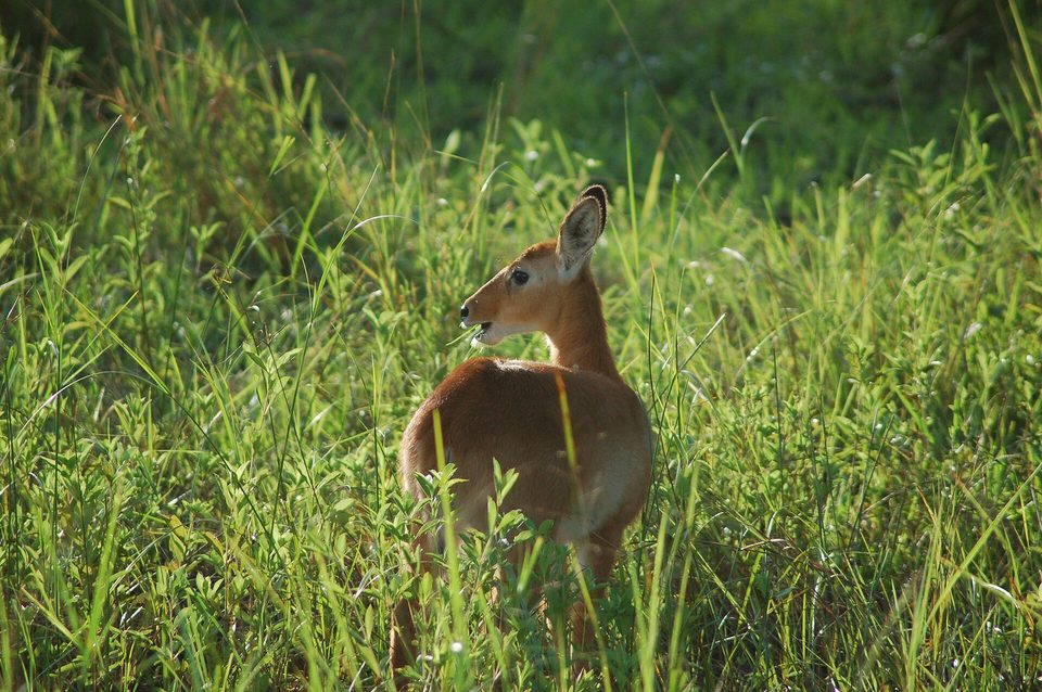 A tawny antelope with a pale muzzle looking back over its shoulder, standing in tall green grass