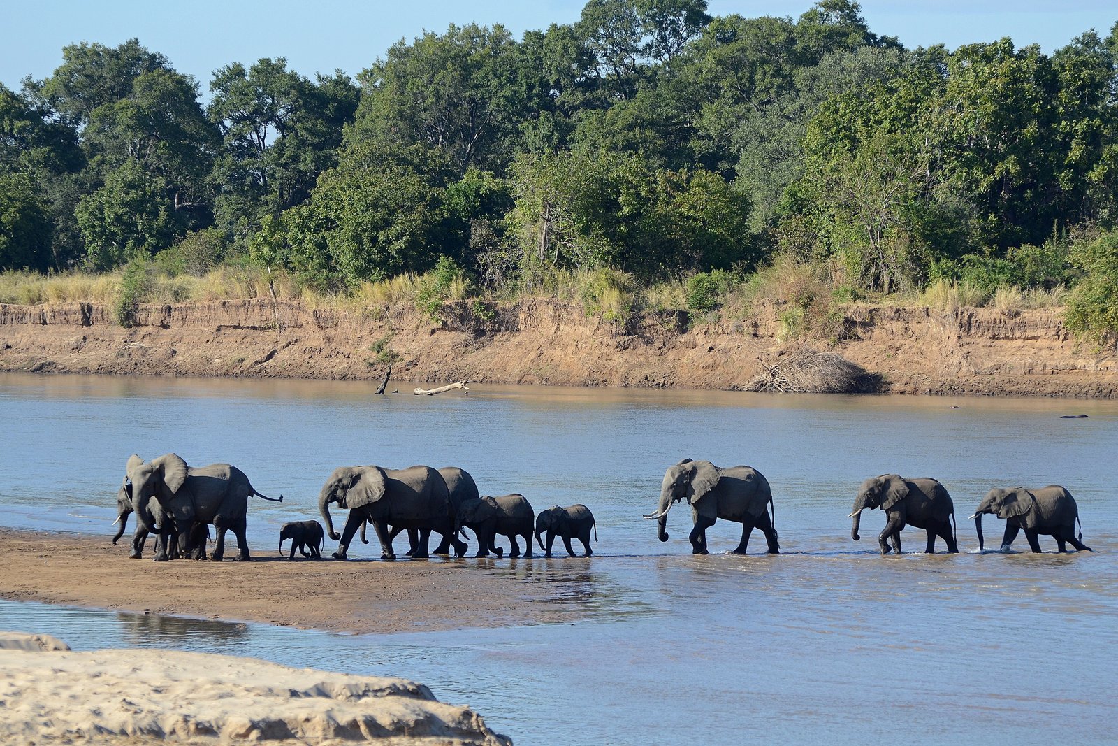 A line of adult and young elephants wading across a shallow river channel below a cut sand bank and green riverside forest