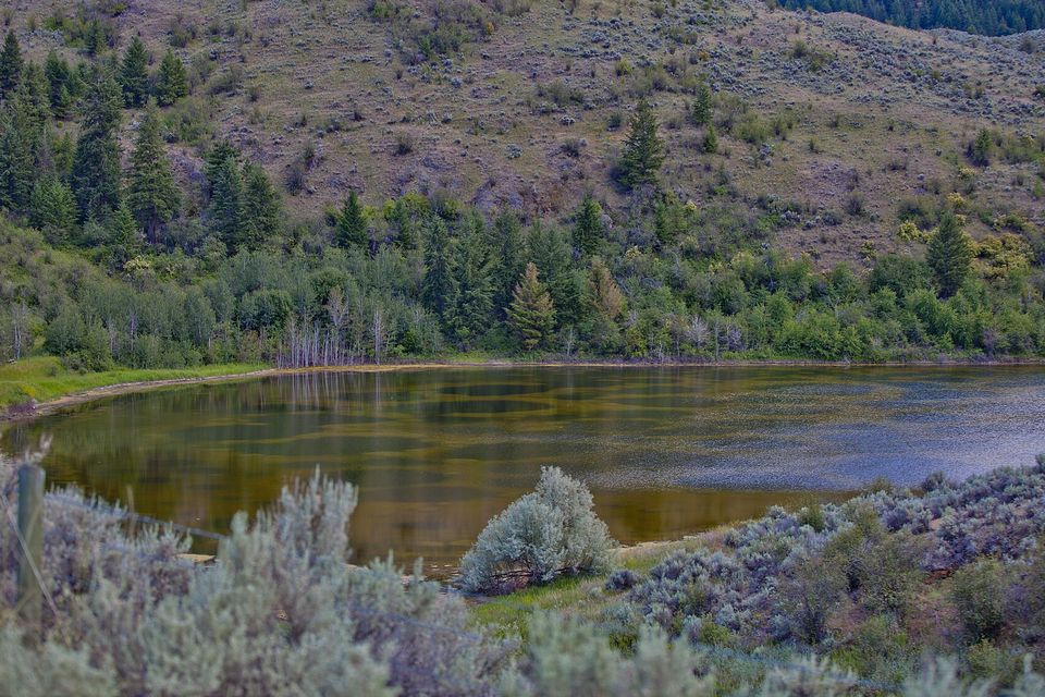 A brown-green lake with faint darker circles under its surface, sage in front and a pine-dotted hillside behind