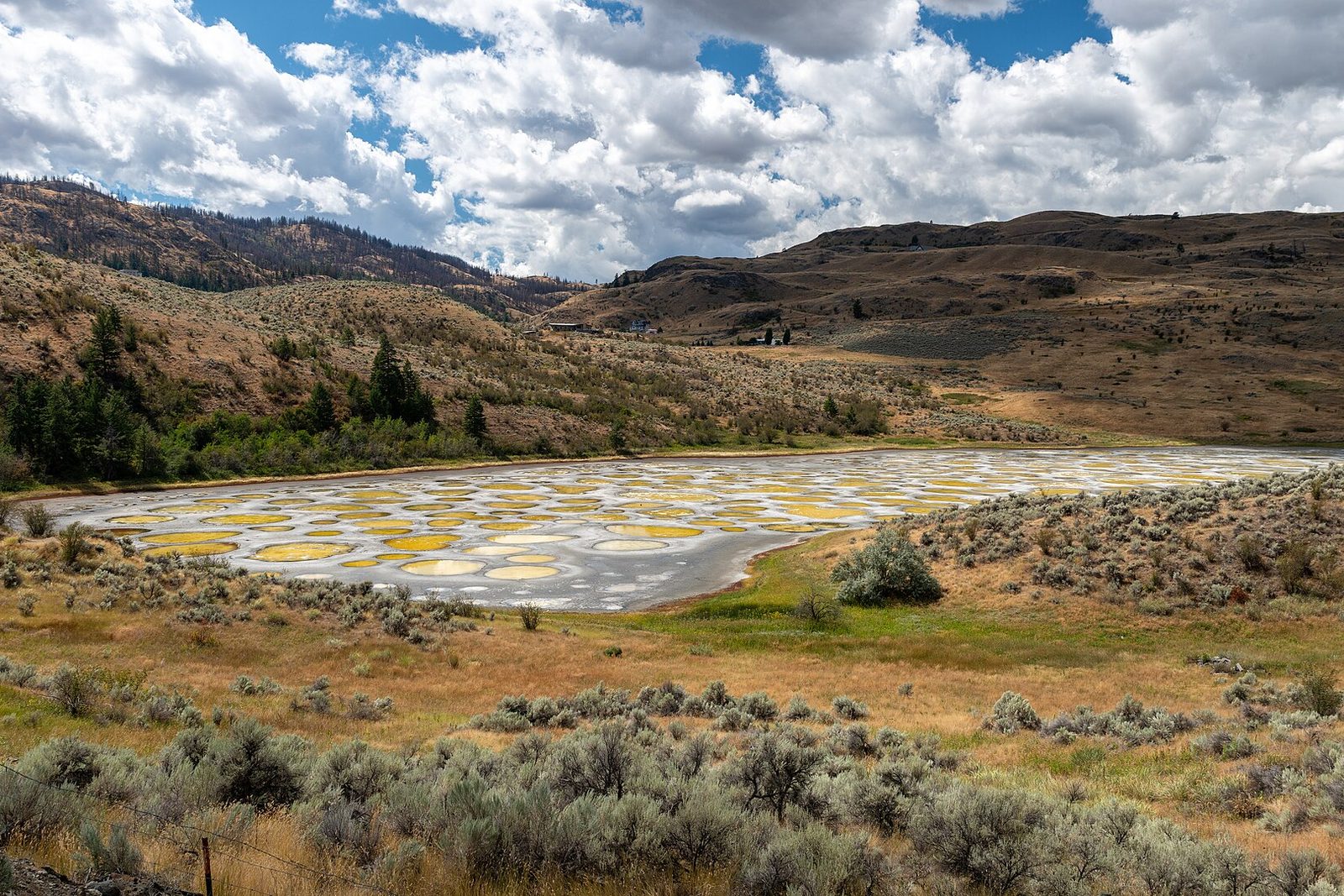 Hundreds of pale yellow and white rings mark a shrunken lake, ringed by sage and dry grass, brown hills and a towering cumulus sky behind