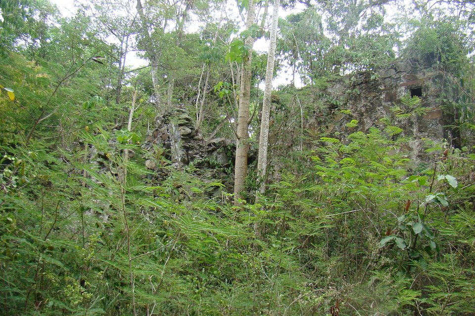 Rubble stone walls half hidden behind thin trees and dense feathery green undergrowth