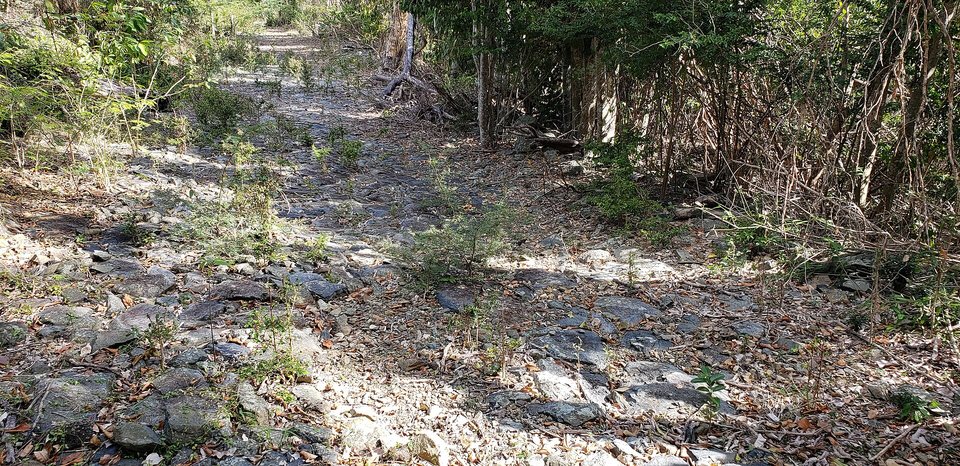 An old road paved with flat stones running between dry trees and scrub, covered in fallen leaves