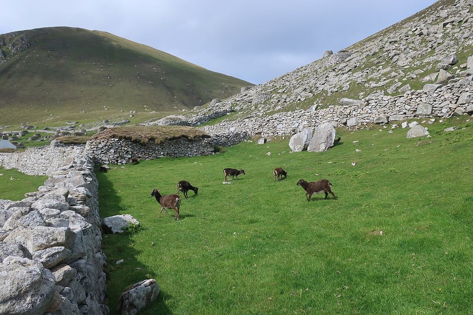 Dark sheep on grass beside a small turf-roofed stone storehouse