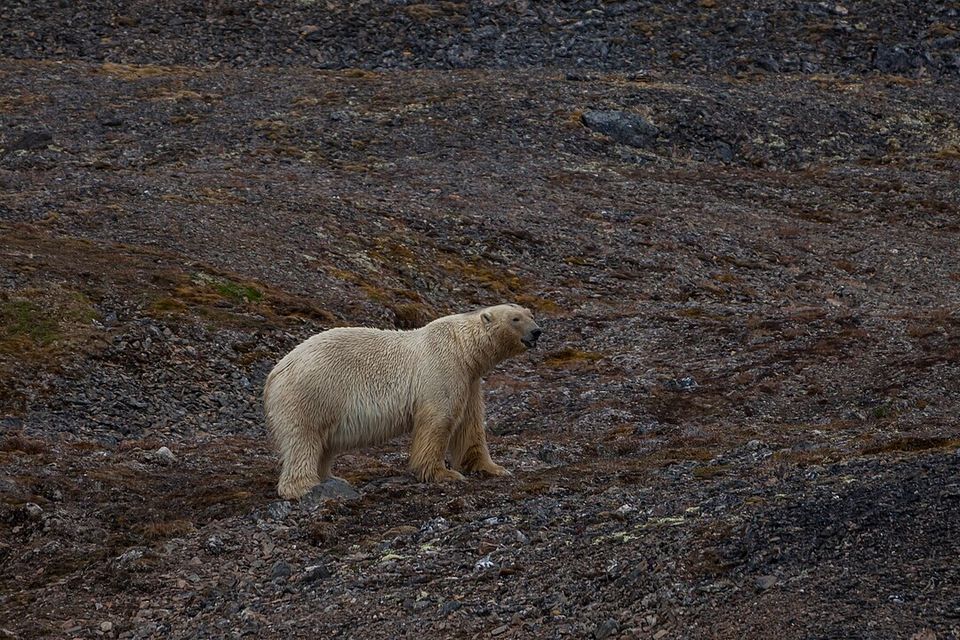 A cream-coloured polar bear walking across dark stony tundra