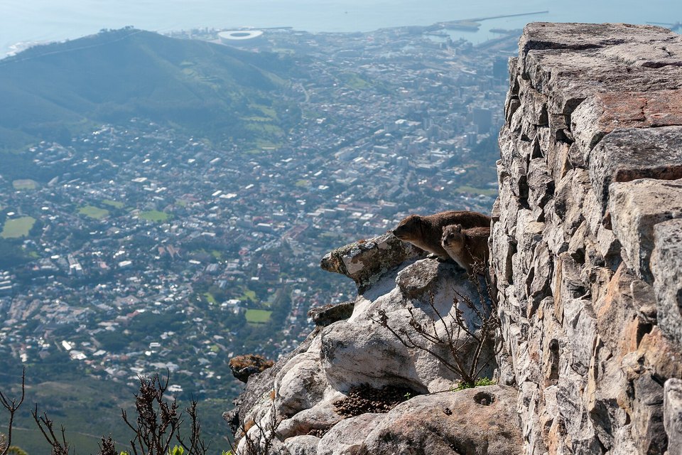 A rock hyrax resting on a boulder at the edge of a stone wall, with the city and bay hazy far below