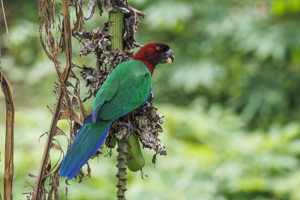 A parrot with a crimson head, emerald-green back and long blue tail perches in a papaya tree, the forest blurred green behind