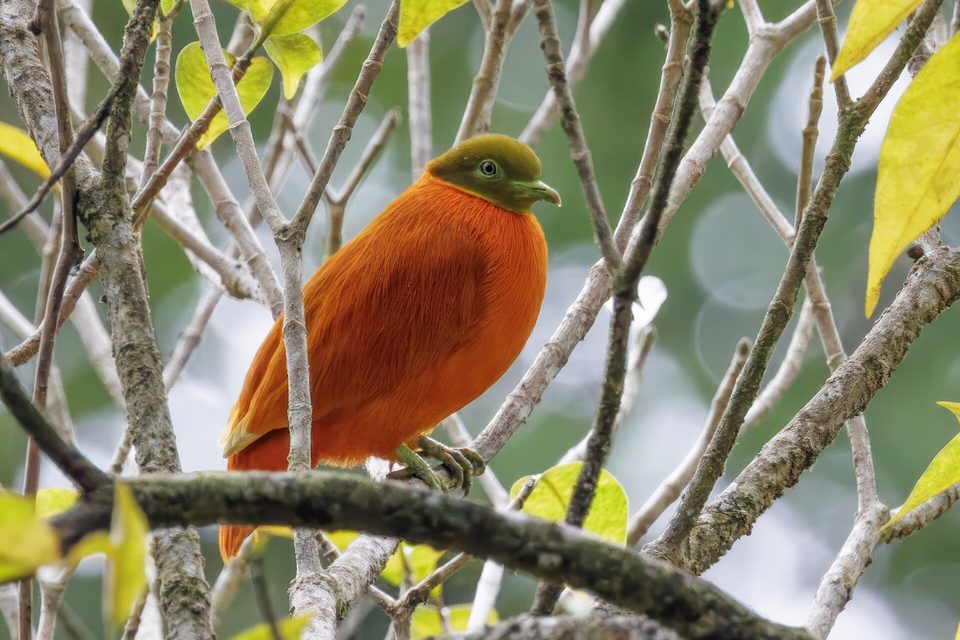 A small dove with brilliant orange plumage and an olive-green head sits among bare grey twigs and yellow leaves