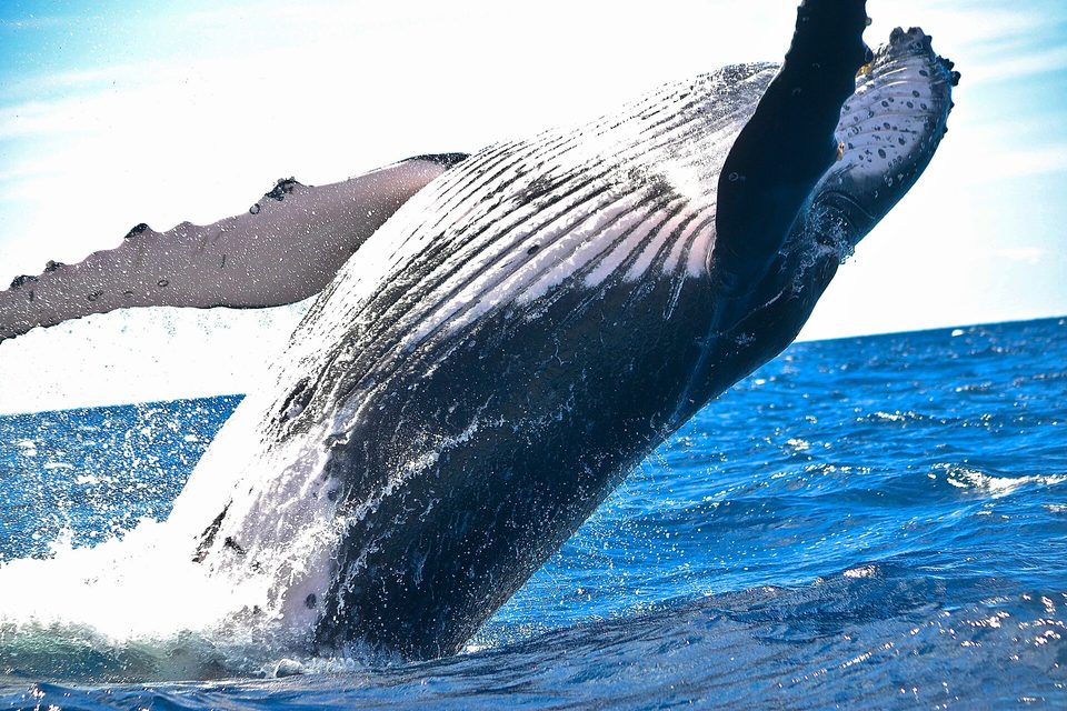 A huge humpback whale rises out of deep-blue water, its long pectoral fin raised and its grooved throat catching the light