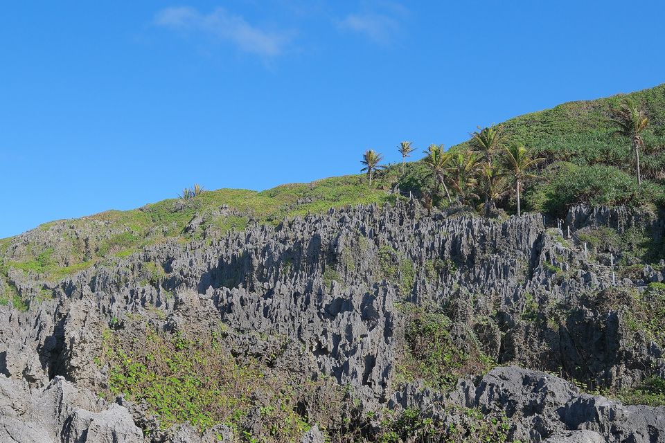 A field of jagged grey coral pinnacles, sharp as broken slate, climbs toward a green slope topped by coconut palms under a clear blue sky