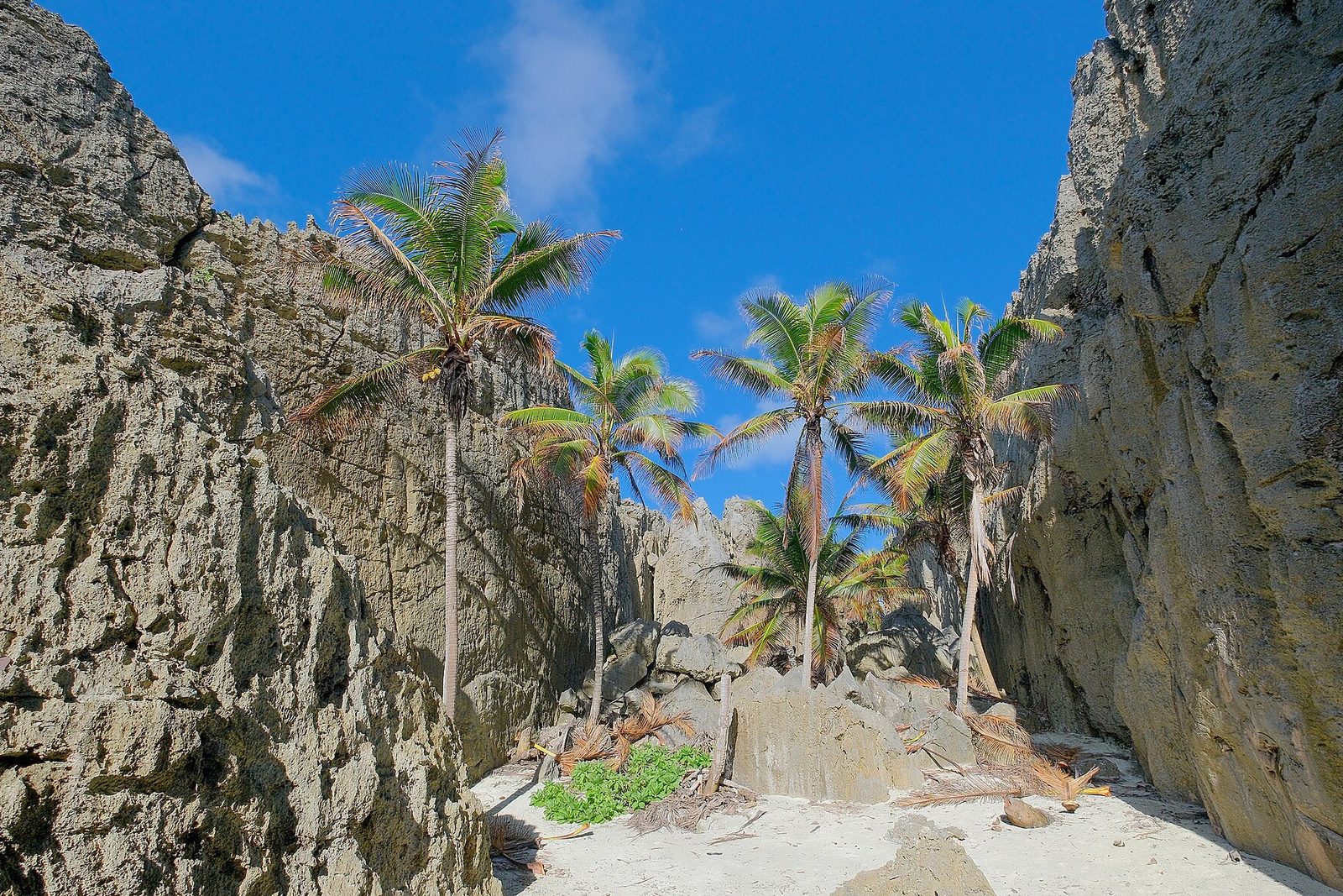 Coconut palms on a sand floor between tall grey walls of coral rock
