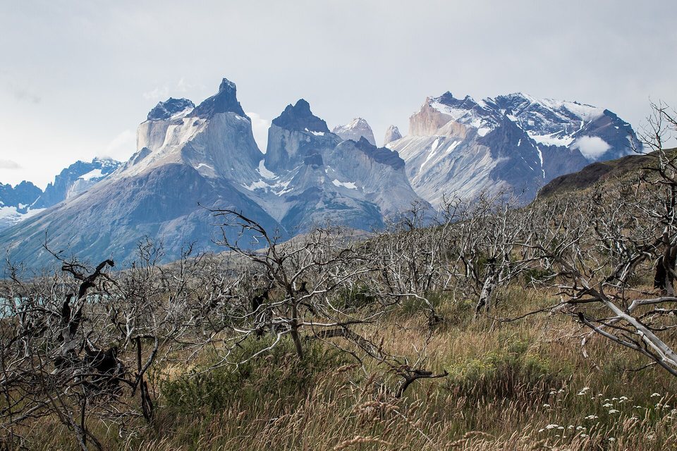 Grey, dead, leafless trees in tall grass in the foreground, jagged pale granite peaks with dark caps behind under a white sky