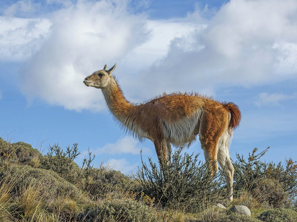 A single guanaco with a tan-and-white coat standing side-on among low green shrubs on a rise, head up, against a blue sky with white cloud