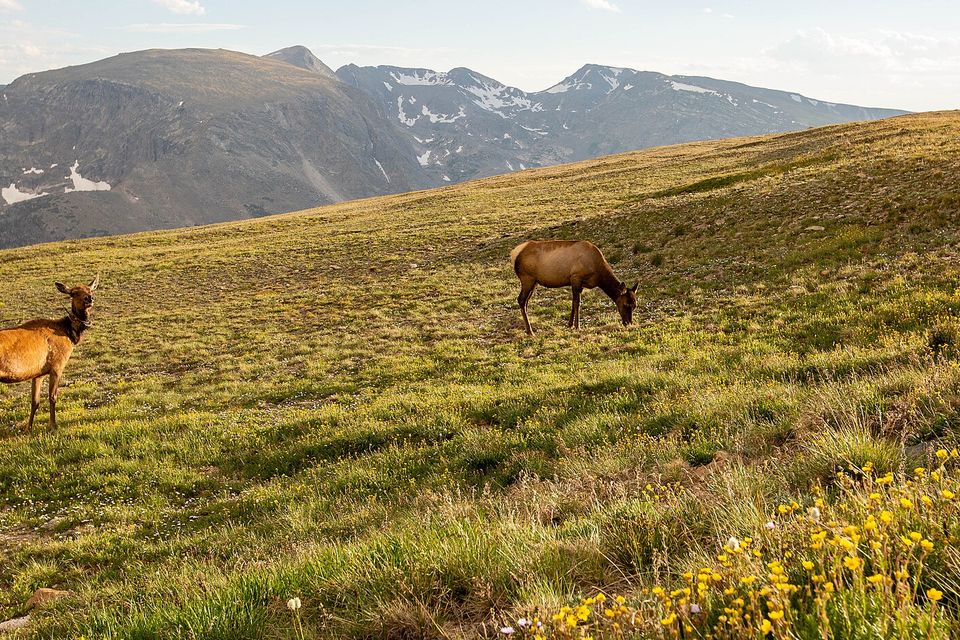Two elk grazing in a high green meadow of yellow wildflowers, grey peaks with snow patches behind
