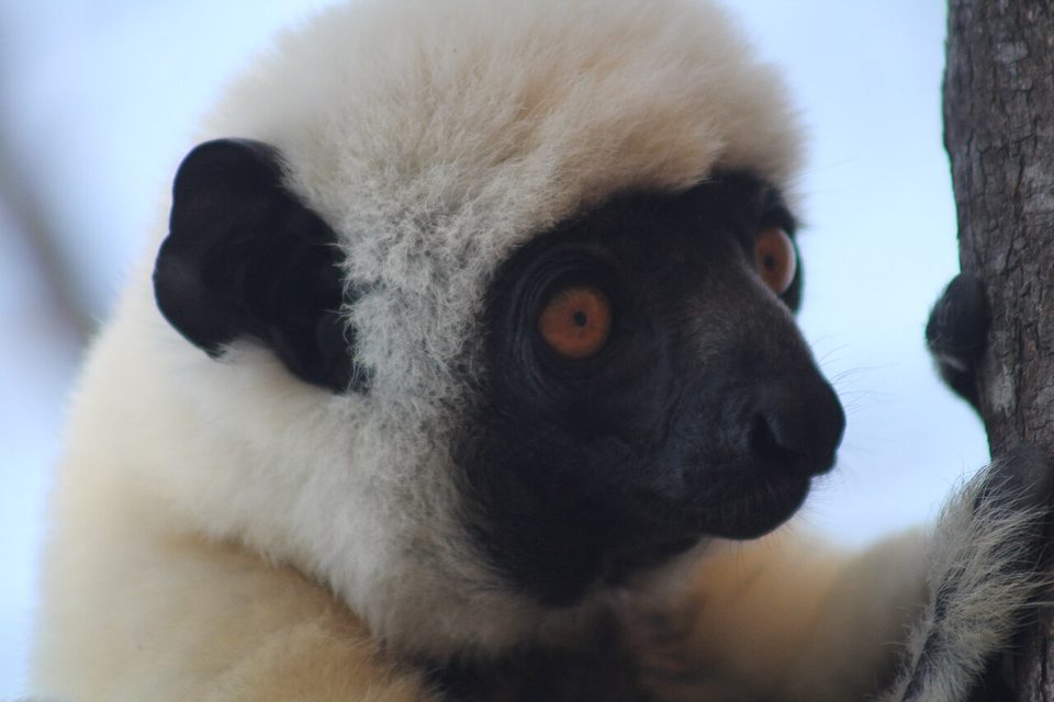 A Von der Decken's sifaka with a pale face at the edge of the forest